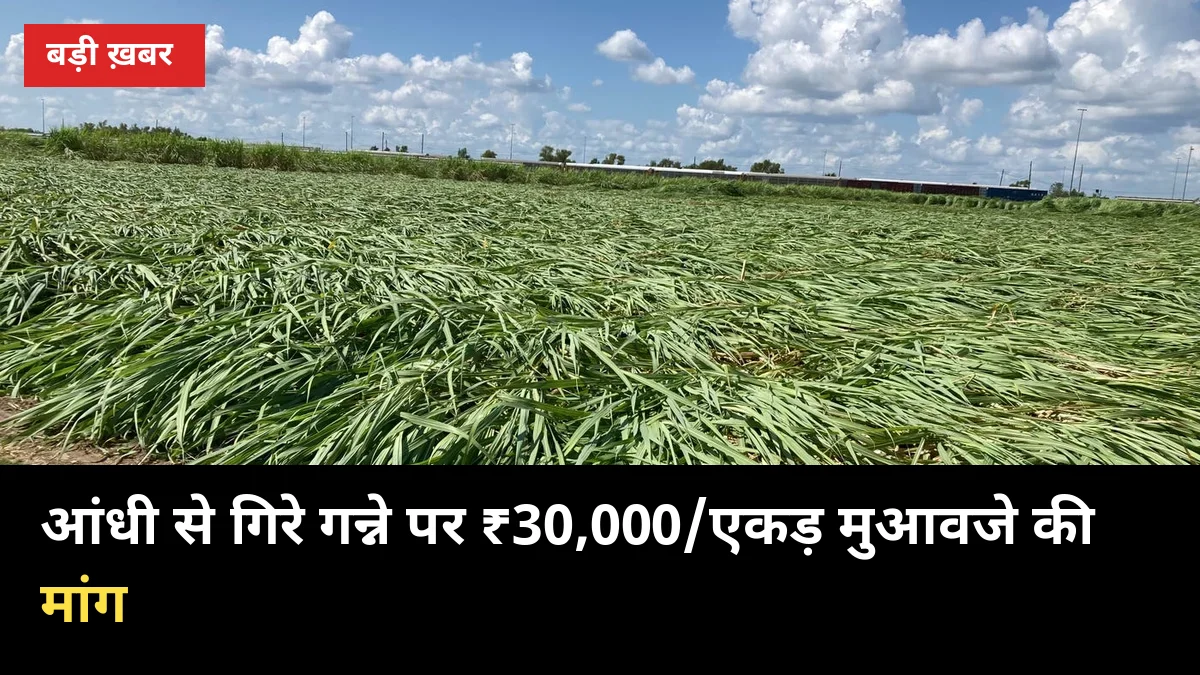 आंधी से गिरे गन्ने पर ₹30,000/एकड़ मुआवजे की मांग उठी