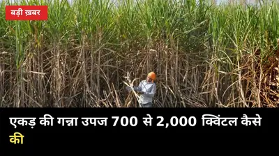 राज्यपाल देंगी सम्मान: अचल मिश्रा ने एकड़ की गन्ना उपज 700 से 2,000 क्विंटल कैसे की
