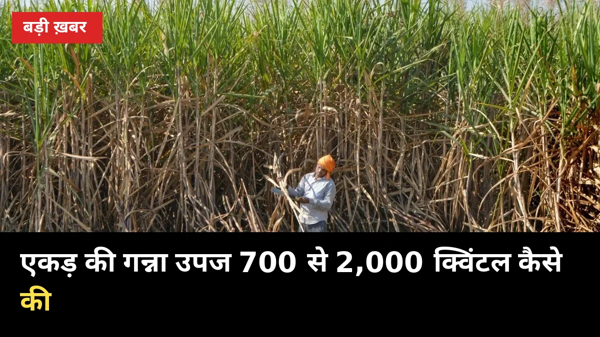 राज्यपाल देंगी सम्मान: अचल मिश्रा ने एकड़ की गन्ना उपज 700 से 2,000 क्विंटल कैसे की