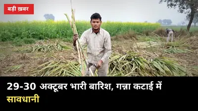 29 अक्टूबर को पूर्वी UP में भारी बारिश का ऑरेंज अलर्ट, गन्ना किसान ये 5 काम तुरंत करें