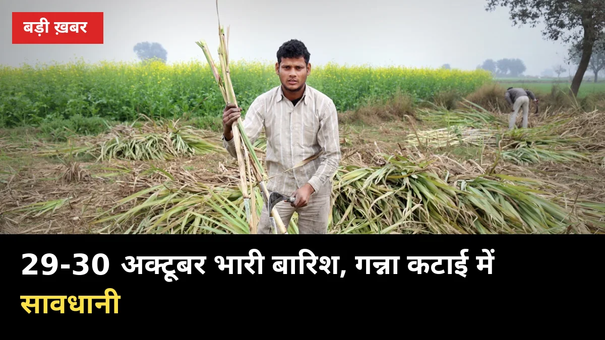 29 अक्टूबर को पूर्वी UP में भारी बारिश का ऑरेंज अलर्ट, गन्ना किसान ये 5 काम तुरंत करें