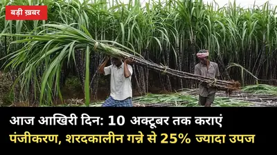 आज आखिरी दिन: 10 अक्टूबर तक कराएं पंजीकरण, शरदकालीन गन्ने से 25% ज्यादा उपज