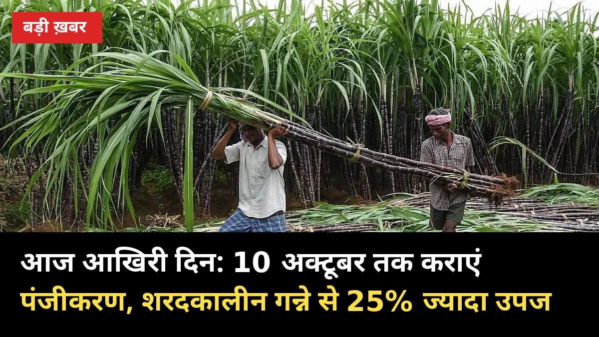आज आखिरी दिन: 10 अक्टूबर तक कराएं पंजीकरण, शरदकालीन गन्ने से 25% ज्यादा उपज