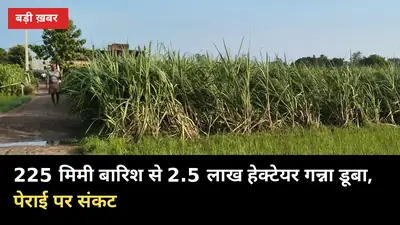 बिजनौर में 3 दिन में 225 मिमी बारिश, 2.5 लाख हेक्टेयर गन्ना चपेट में: पेराई पर संकट