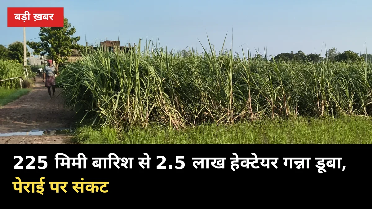 बिजनौर में 3 दिन में 225 मिमी बारिश, 2.5 लाख हेक्टेयर गन्ना चपेट में: पेराई पर संकट