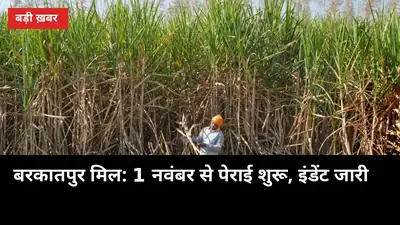 बिजनौर के किसानों के लिए बड़ी खबर: बरकातपुर मिल ने जारी किया इंडेंट, 1 नवंबर से पेराई