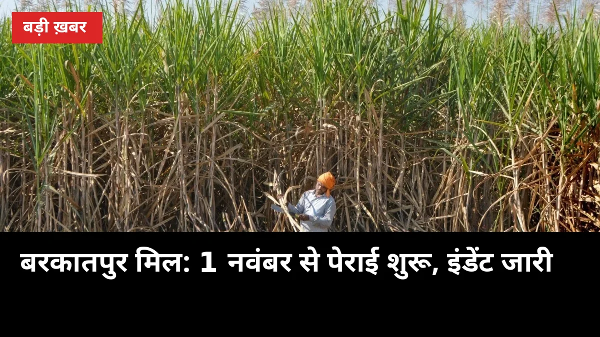 बिजनौर के किसानों के लिए बड़ी खबर: बरकातपुर मिल ने जारी किया इंडेंट, 1 नवंबर से पेराई