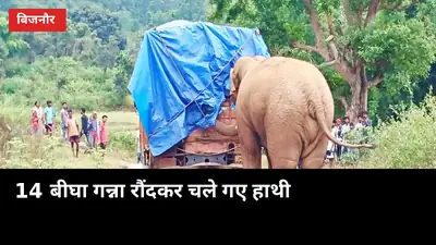 बिजनौर में हाथियों का कहर: एक रात में 14 बीघा गन्ना रौंदा, वन विभाग मौके पर
