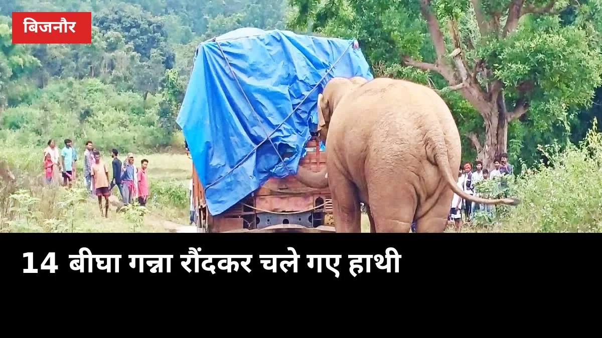 बिजनौर में हाथियों का कहर: एक रात में 14 बीघा गन्ना रौंदा, वन विभाग मौके पर