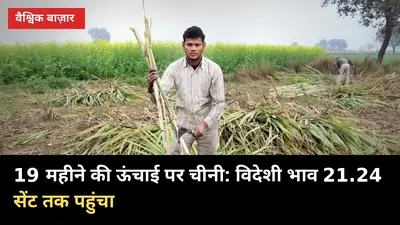 19 महीने की ऊंचाई पर चीनी: विदेशी भाव 21.24 सेंट तक पहुंचा, यूपी गन्ना किसानों पर 3 असर