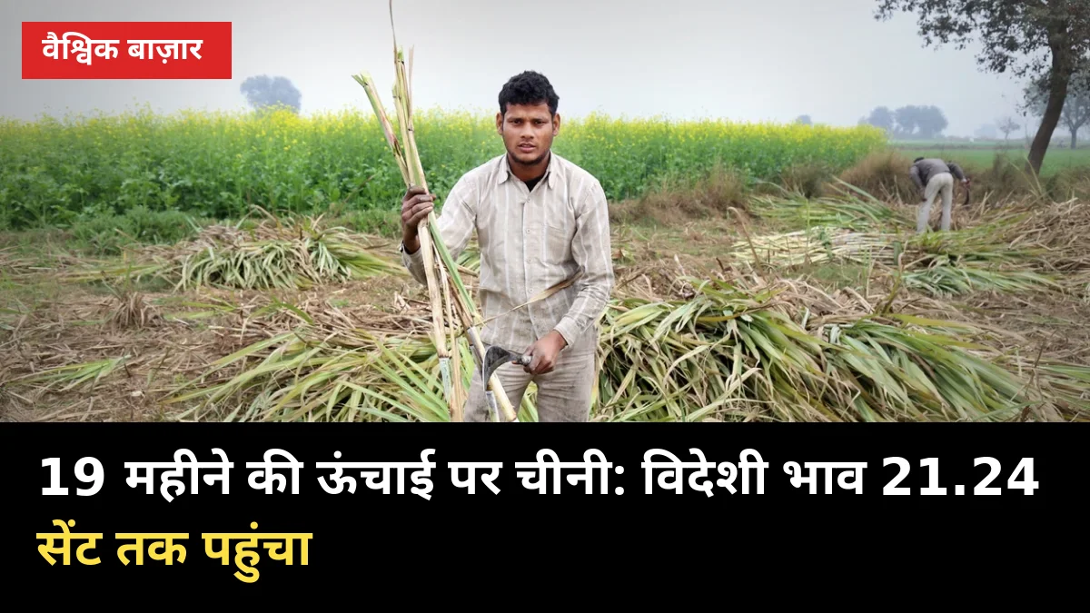 19 महीने की ऊंचाई पर चीनी: विदेशी भाव 21.24 सेंट तक पहुंचा, यूपी गन्ना किसानों पर 3 असर