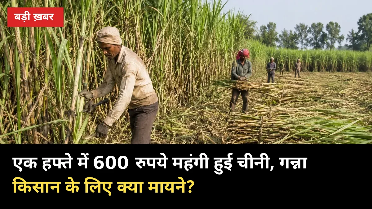 एक हफ्ते में 600 रुपये महंगी हुई चीनी — गन्ना किसान के लिए खुशखबरी या नया झटका?