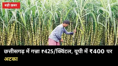 छत्तीसगढ़ में गन्ना ₹425 प्रति क्विंटल, यूपी में ₹400 पर अटका: किसानों ने मांगा ₹600