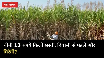 चीनी 13 रुपये किलो सस्ती, दिवाली से पहले और गिरेगी? गन्ना किसान के लिए आगे का हाल