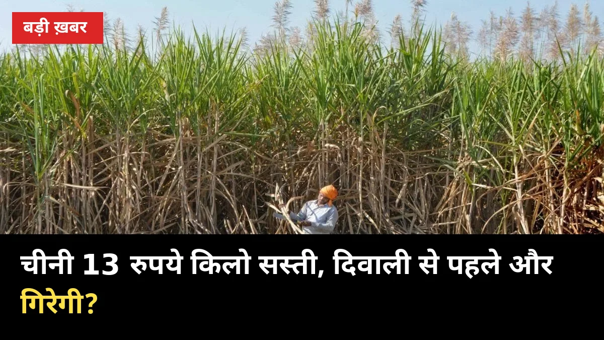 चीनी 13 रुपये किलो सस्ती, दिवाली से पहले और गिरेगी? गन्ना किसान के लिए आगे का हाल