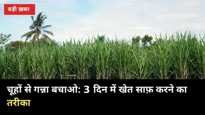 चूहों ने काट डाले गन्ने के तने? 3 दिन में खेत चूहा-मुक्त करने का तरीका