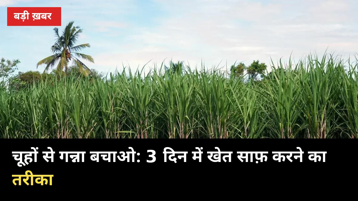 चूहों ने काट डाले गन्ने के तने? 3 दिन में खेत चूहा-मुक्त करने का तरीका