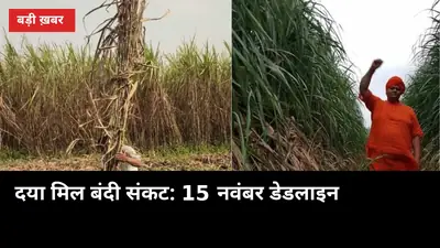 दया शुगर मिल बंदी संकट: 15 नवंबर डेडलाइन, 100 गांवों का गन्ना कहां जाएगा?