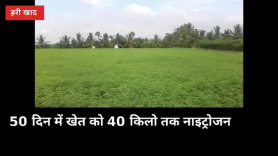 50 दिन में खेत को 40 किलो तक नाइट्रोजन: ढैंचा हरी खाद की पूरी विधि