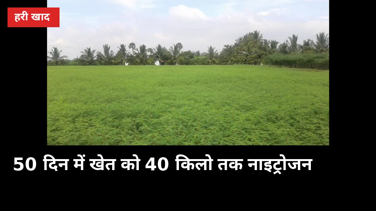 50 दिन में खेत को 40 किलो तक नाइट्रोजन: ढैंचा हरी खाद की पूरी विधि