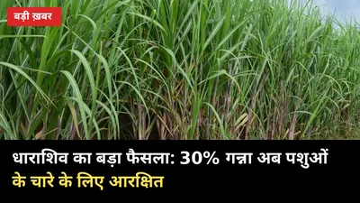 धाराशिव का बड़ा फैसला: 30% गन्ना अब पशुओं के चारे के लिए आरक्षित