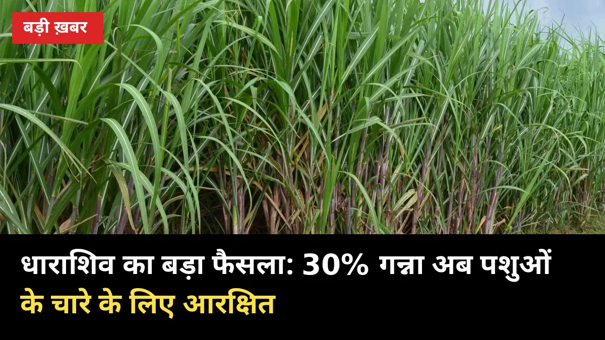 धाराशिव का बड़ा फैसला: 30% गन्ना अब पशुओं के चारे के लिए आरक्षित