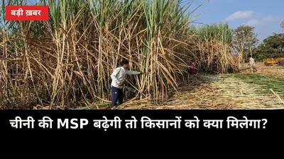 12 अक्टूबर की दिल्ली बैठक से पहले जानें: चीनी की MSP बढ़ेगी तो किसानों को क्या मिलेगा?