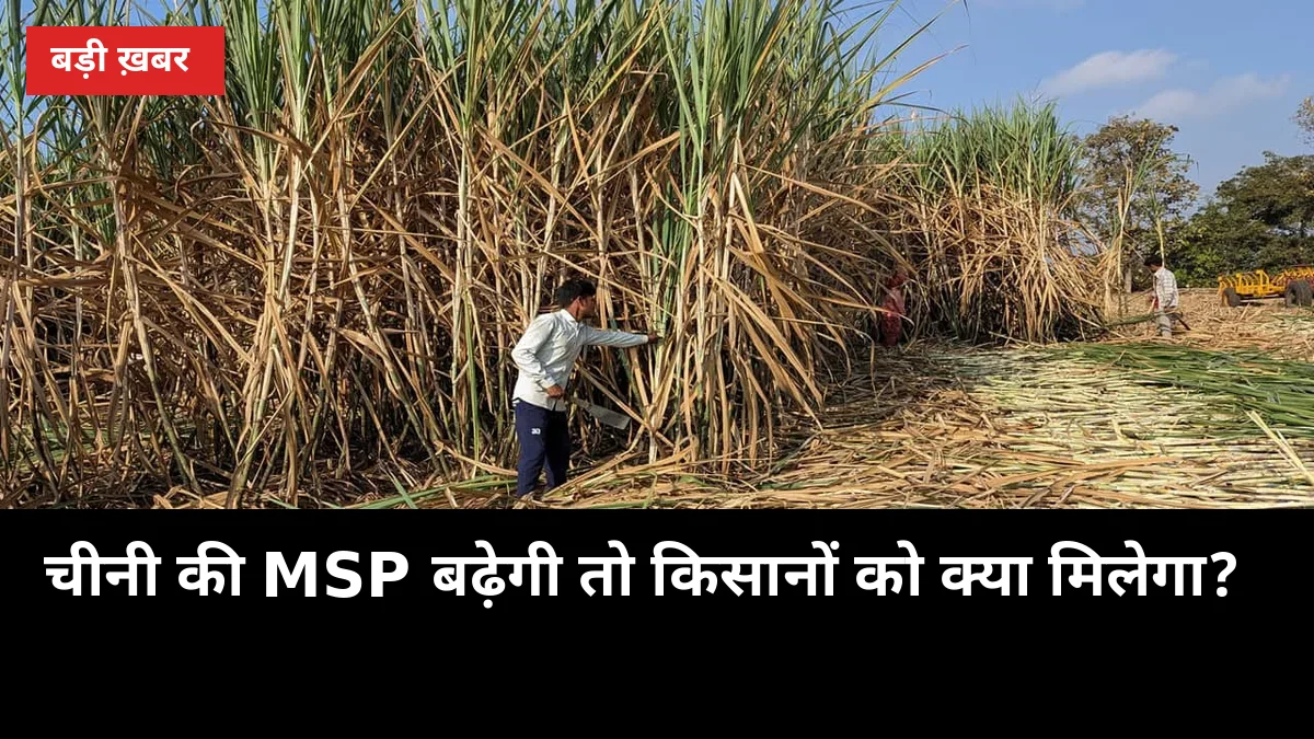 12 अक्टूबर की दिल्ली बैठक से पहले जानें: चीनी की MSP बढ़ेगी तो किसानों को क्या मिलेगा?