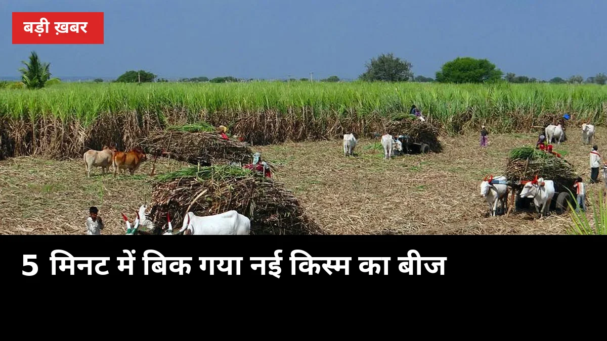 5 मिनट में बिक गया नई किस्म का बीज: मिठास मेले में मिलेगा चूकने वालों को अगला मौका