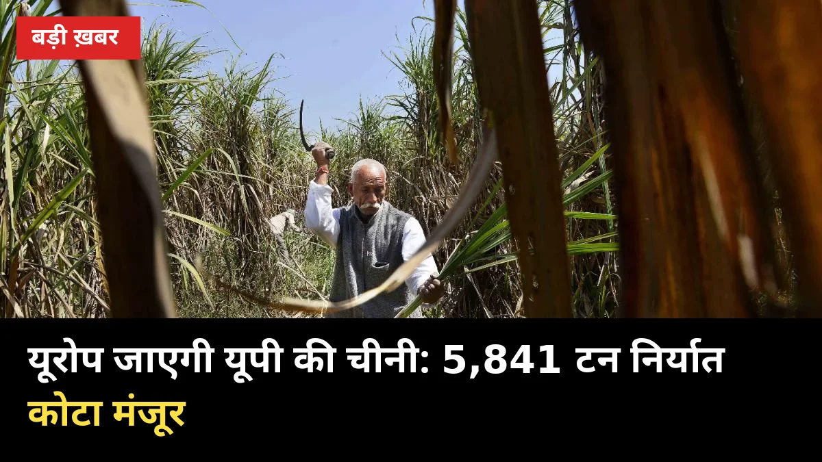 यूरोप जाएगी यूपी की चीनी: 5,841 टन निर्यात कोटा मंजूर, किसानों को क्या फायदा?