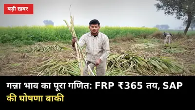 गन्ना भाव का पूरा गणित: FRP ₹365 तय, SAP की घोषणा बाकी — ट्रॉली का हिसाब समझें