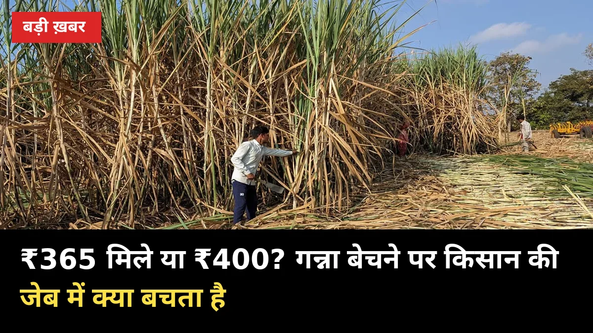 ₹365 मिले या ₹400? गन्ना बेचने पर किसान की जेब में क्या बचता है