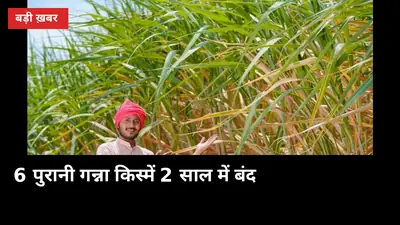 6 पुरानी गन्ना किस्में 2 साल में बंद! जानें नई 4 किस्मों के नाम