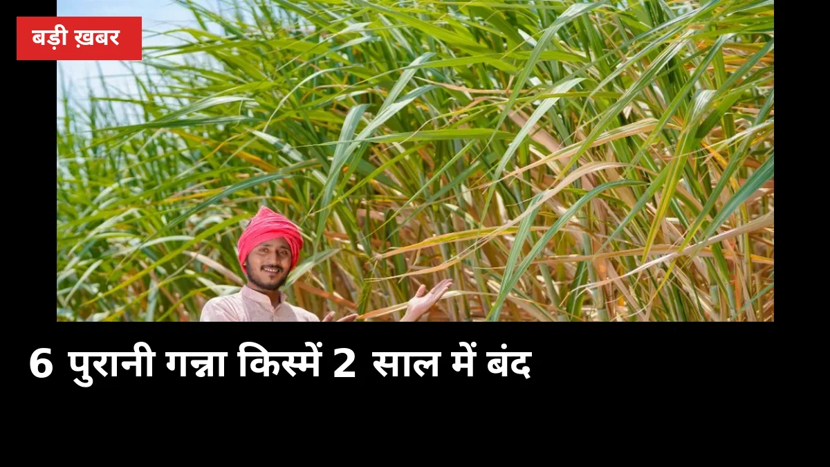 6 पुरानी गन्ना किस्में 2 साल में बंद! जानें नई 4 किस्मों के नाम