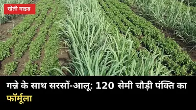 गन्ने के साथ सरसों-आलू: 120 सेमी चौड़ी पंक्ति में खाली जगह से 4 महीने में अतिरिक्त फसल