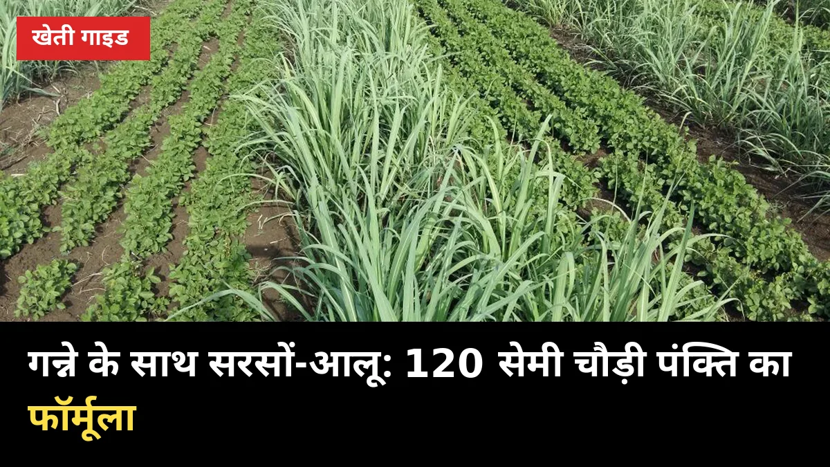 गन्ने के साथ सरसों-आलू: 120 सेमी चौड़ी पंक्ति में खाली जगह से 4 महीने में अतिरिक्त फसल