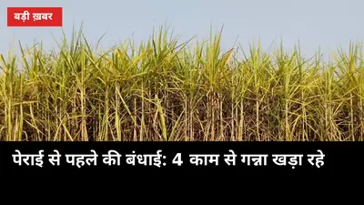 पेराई से पहले की बंधाई: 4 काम से गन्ना खड़ा रहे, तौल-कटाई में घाटा घटे