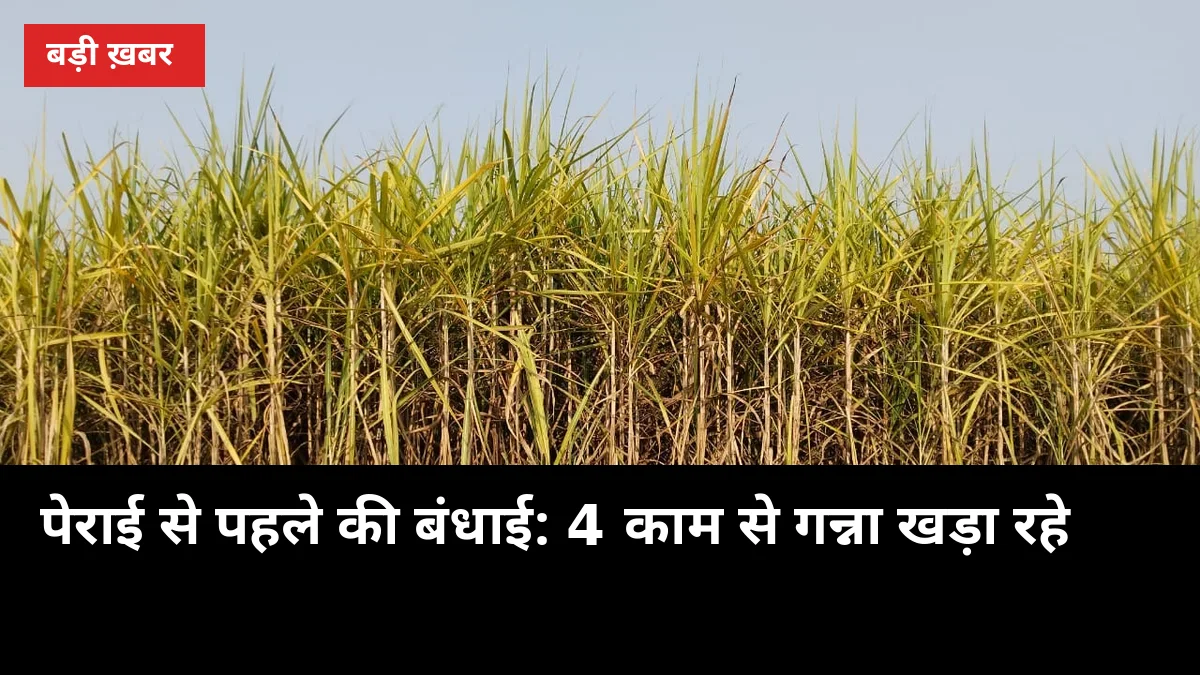 पेराई से पहले की बंधाई: 4 काम से गन्ना खड़ा रहे, तौल-कटाई में घाटा घटे