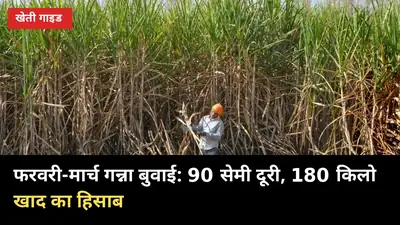 फरवरी-मार्च में गन्ना बुवाई: 90 सेमी दूरी और 180 किलो नाइट्रोजन का सही हिसाब