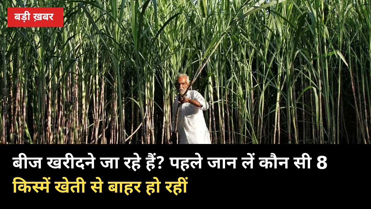 बीज खरीदने जा रहे हैं? पहले जान लें कौन सी 8 किस्में खेती से बाहर हो रहीं