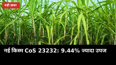 शरद बुआई में कौन सी किस्म? नई CoS 23232 देगी 9.44% ज्यादा उपज