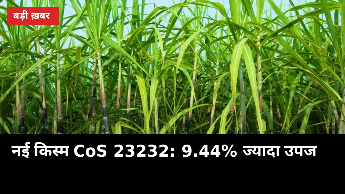शरद बुआई में कौन सी किस्म? नई CoS 23232 देगी 9.44% ज्यादा उपज