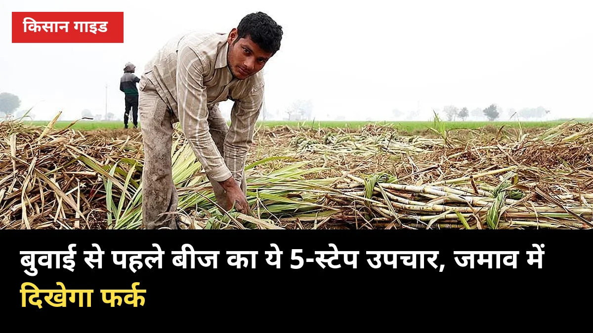 बुवाई से पहले बीज का ये 5-स्टेप उपचार, जमाव में दिखेगा फर्क
