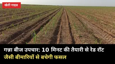 गन्ना बीज उपचार: 10 मिनट की तैयारी से रेड रॉट जैसी बीमारियों से बचेगी फसल