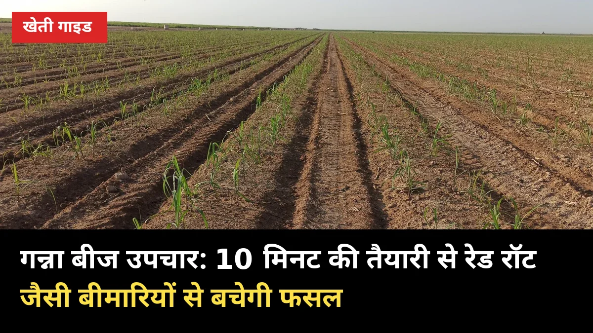 गन्ना बीज उपचार: 10 मिनट की तैयारी से रेड रॉट जैसी बीमारियों से बचेगी फसल