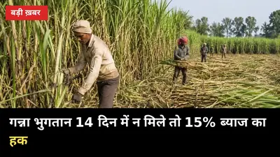 गन्ना भुगतान 14 दिन में न मिले तो 15% ब्याज का हक: पैसा मांगने की पूरी प्रक्रिया