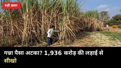 गन्ना पैसा अटका? 1,936 करोड़ की लड़ाई से सीखो, भुगतान दिलवाने के 5 रास्ते