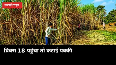 ब्रिक्स 18 पहुंचा तो कटाई पक्की: 1 छोटा मीटर गलत कटाई का नुकसान रोक देगा