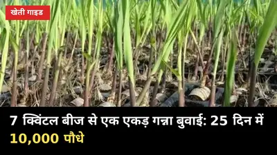 7 क्विंटल बीज से एक एकड़ गन्ना बुवाई: 25 दिन में आंगन में तैयार करें 10,000 पौधे