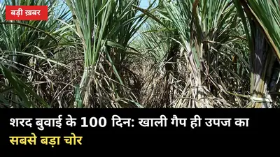 शरद बुवाई के 100 दिन: खाली गैप ही उपज का सबसे बड़ा चोर, भरने का सही समय